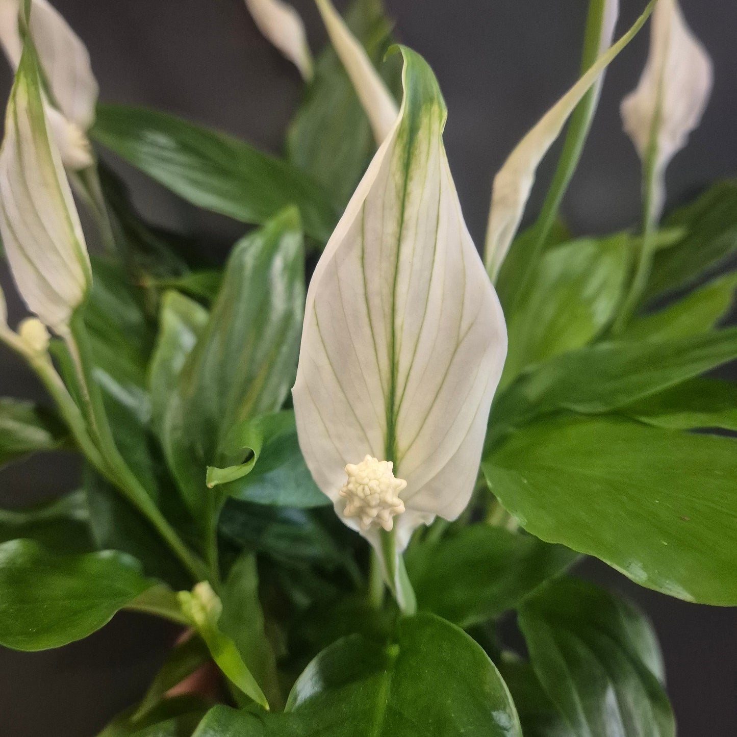Peace Lily Chopin - Spathiphyllum - 9cm | Houseplant