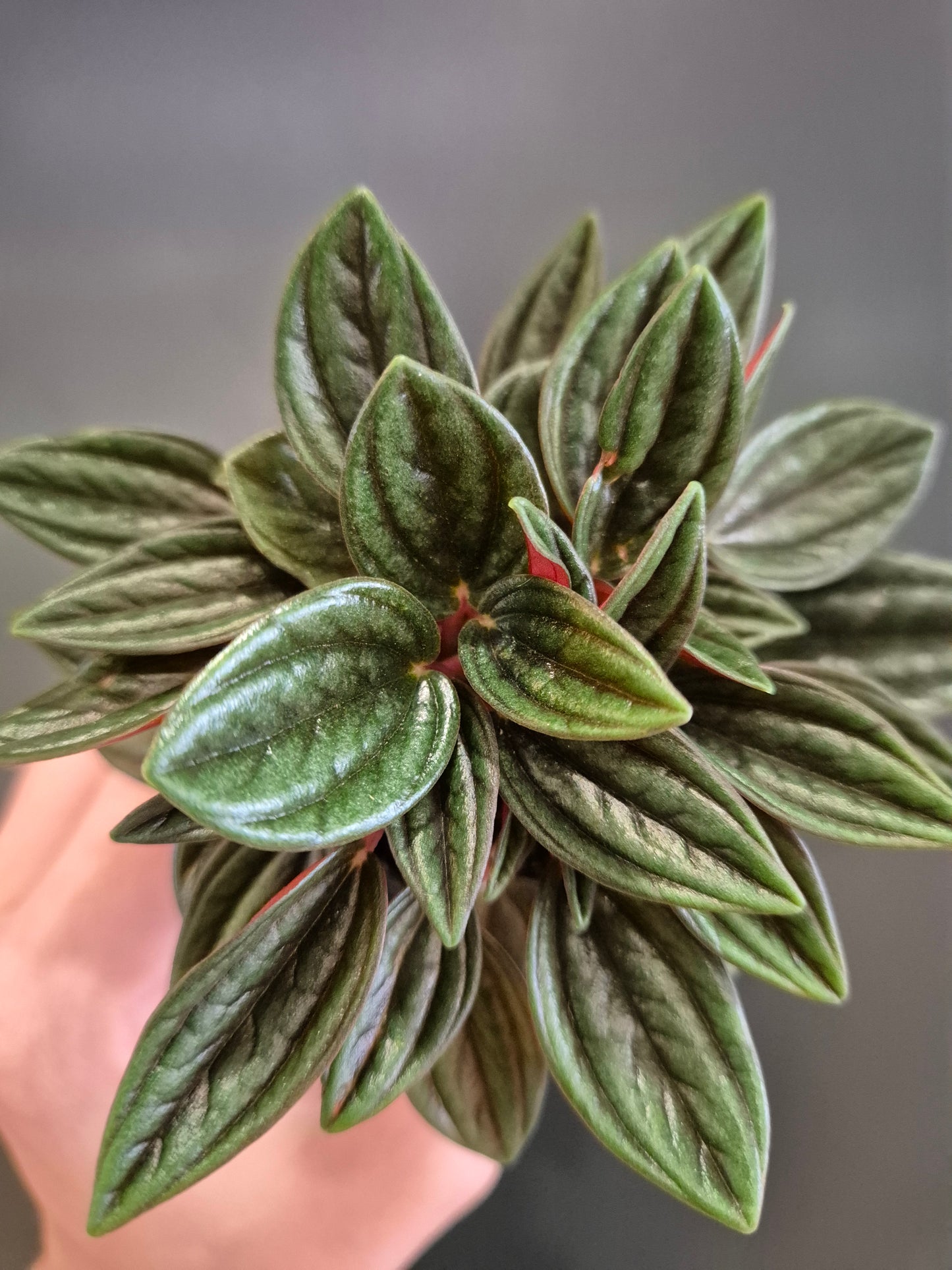 Peperomia rosso - Radiator Plant | Houseplant