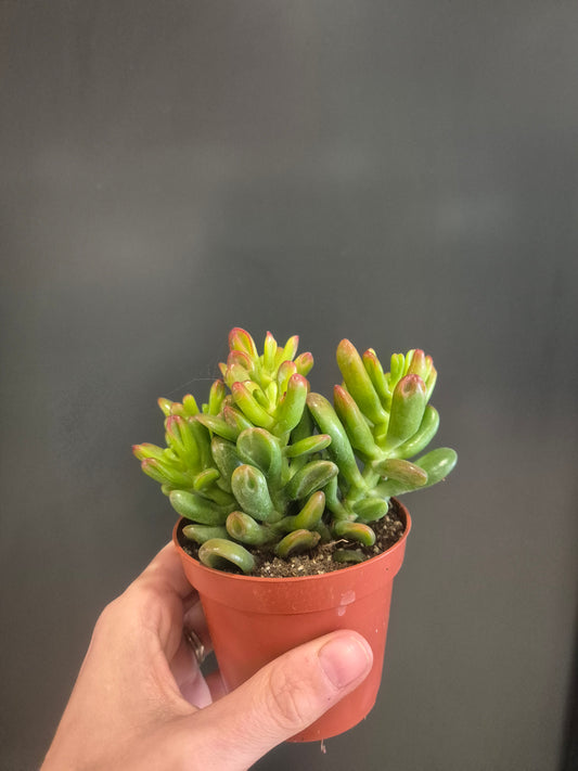Crassula ovata - Gollum - 8.5cm | Houseplant