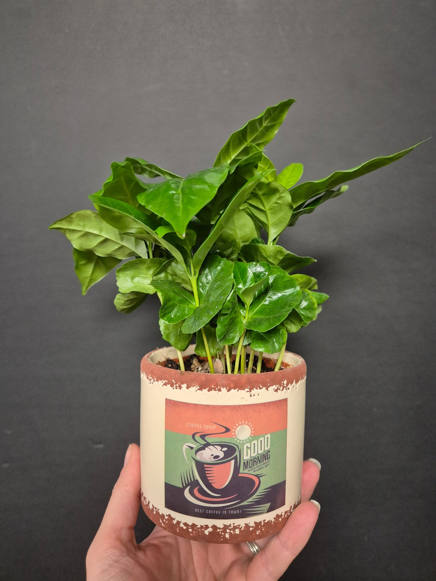 Arabica Coffee Plant | Houseplant