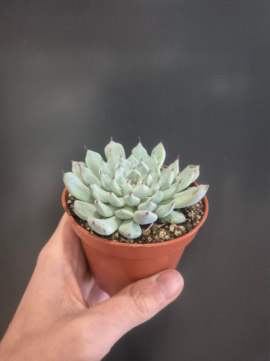 Echeveria colorata 'Haage' - 8.5cm | Houseplant