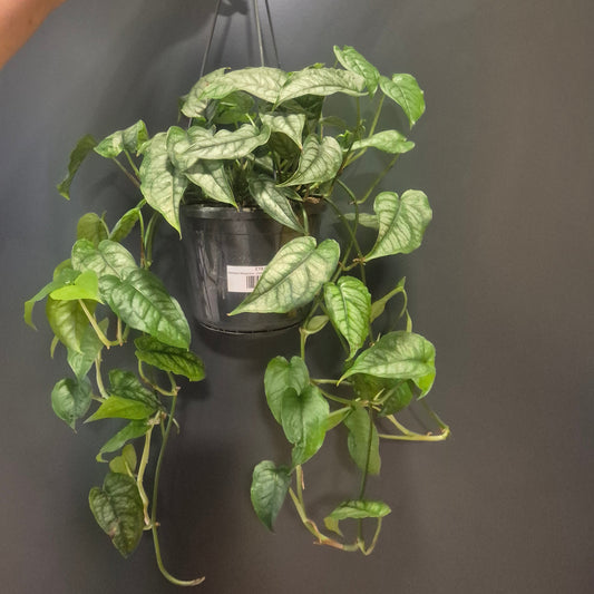 Person holding a potted plant against a dark background