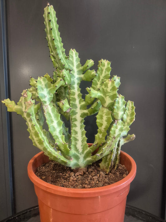 Variegated Euphorbia - 24cm | Houseplant