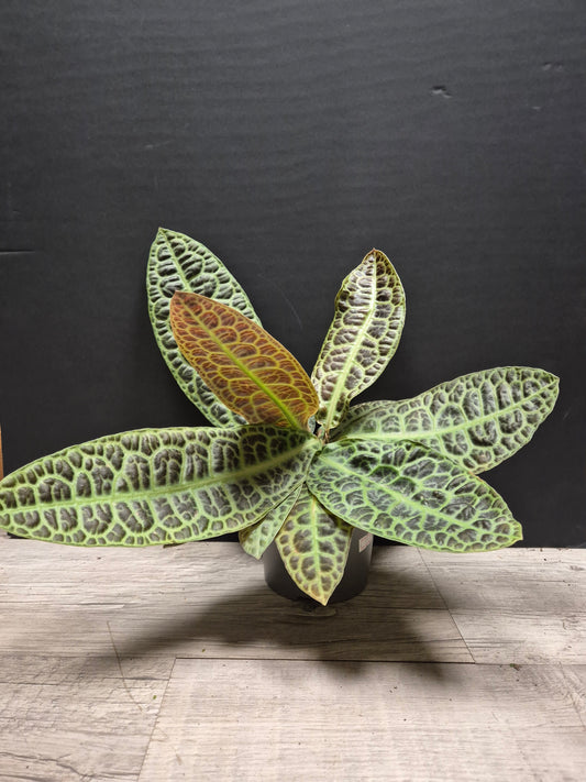 Labisia Obtusifolia - Turtle Back | Houseplant