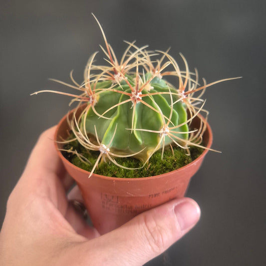 Ferocactus Histrix - Barrel Cactus - 8.5cm | Houseplant