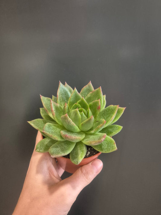 Echeveria Agavoides - Wax Agave - 8.5cm | Houseplant