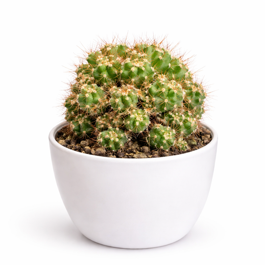 Green cactus in a white pot on a white background
