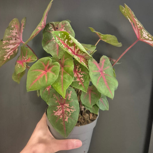 Hand holding a potted plant with green and pink leaves against a dark background
