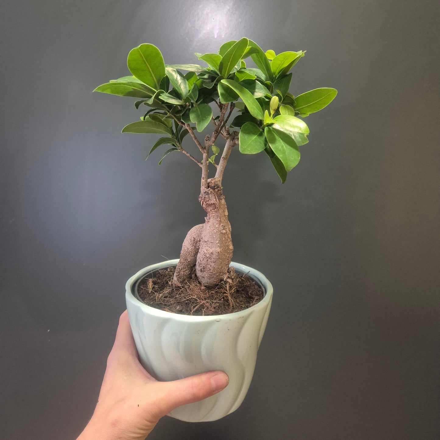 Ficus Ginseng - Bonsai - 14cm | Houseplant