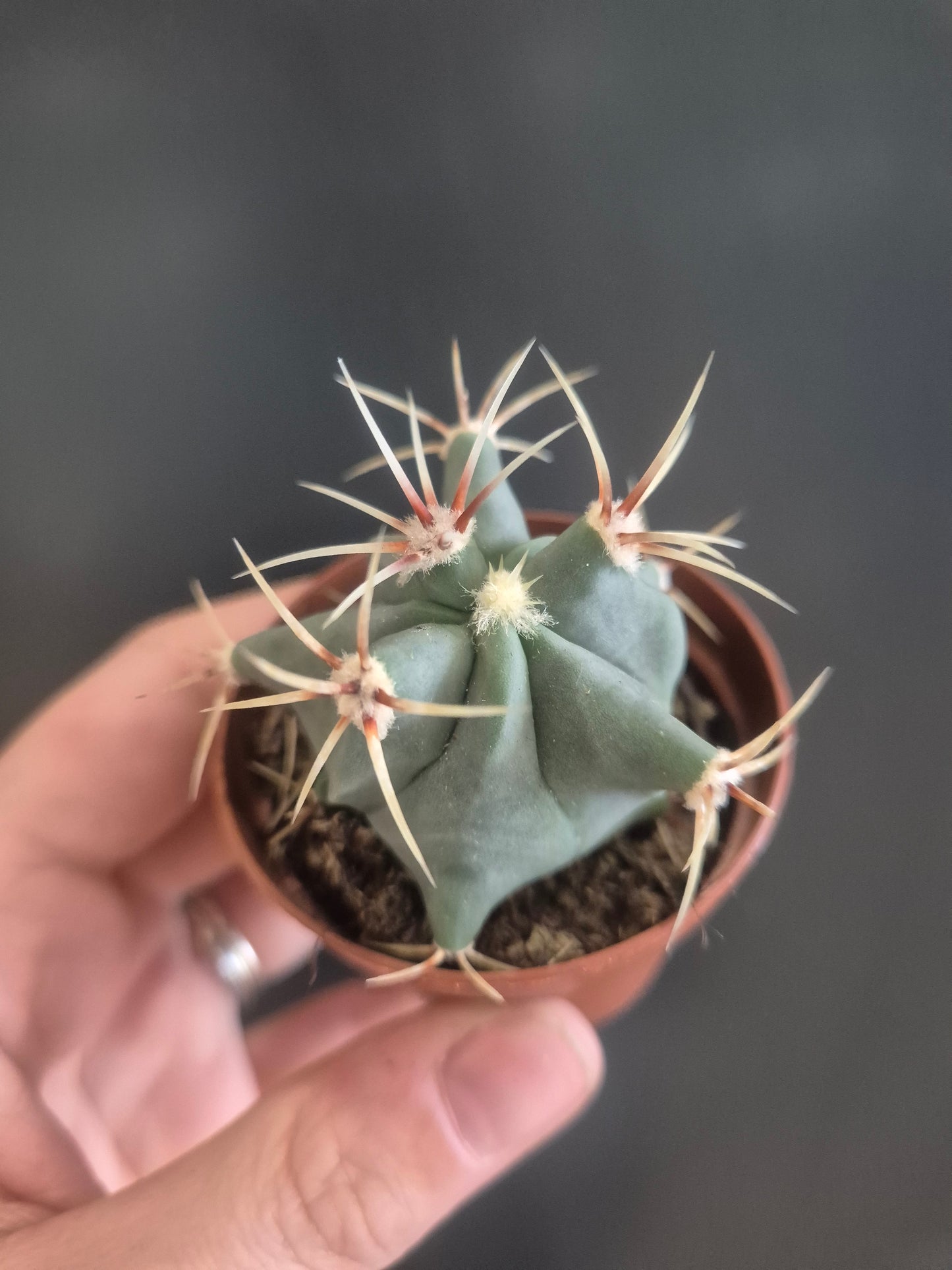Ferocactus Histrix - Barrel Cactus - 5.5cm | Houseplant
