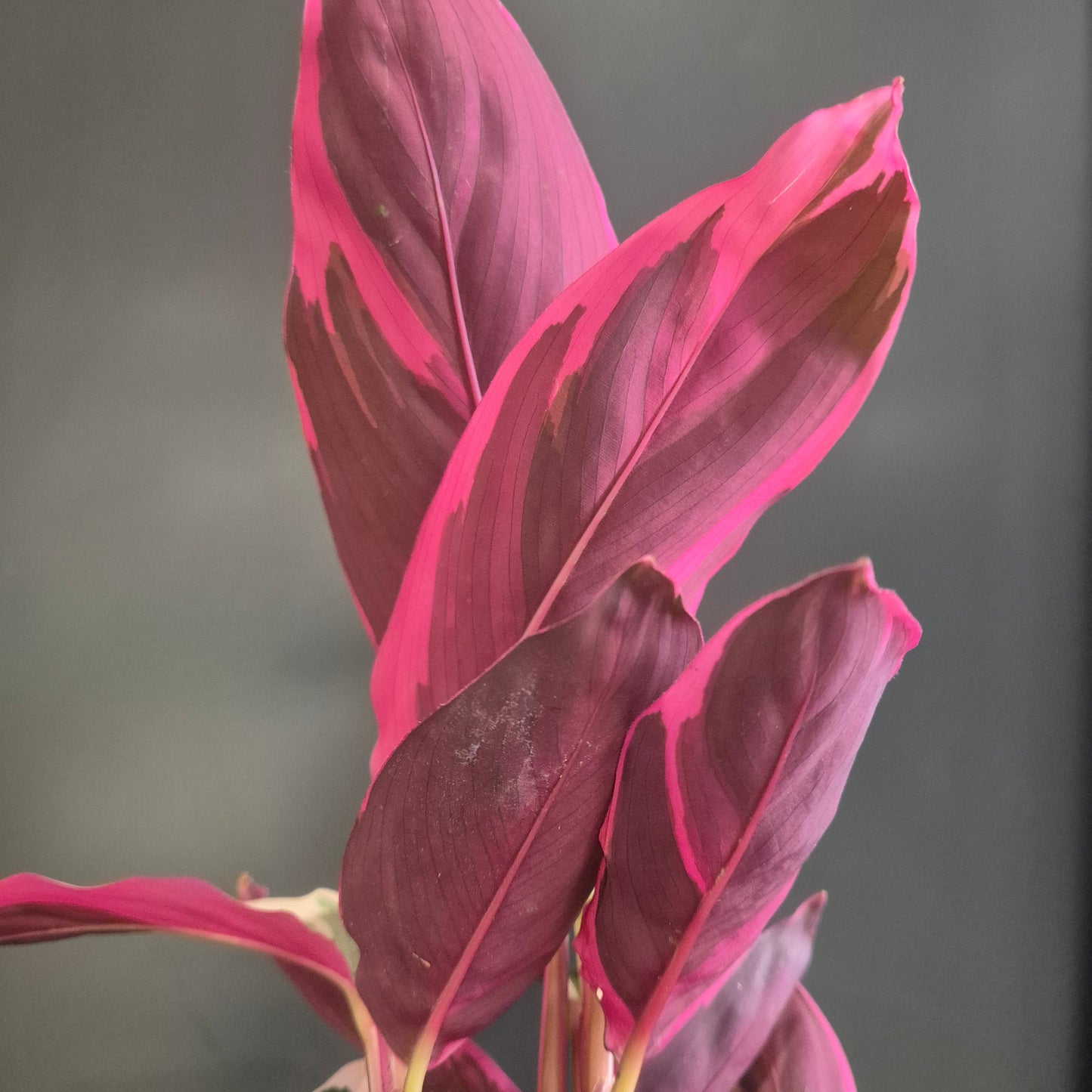 Stromanthe Triostar - Prayer Plant - 7cm | Houseplant