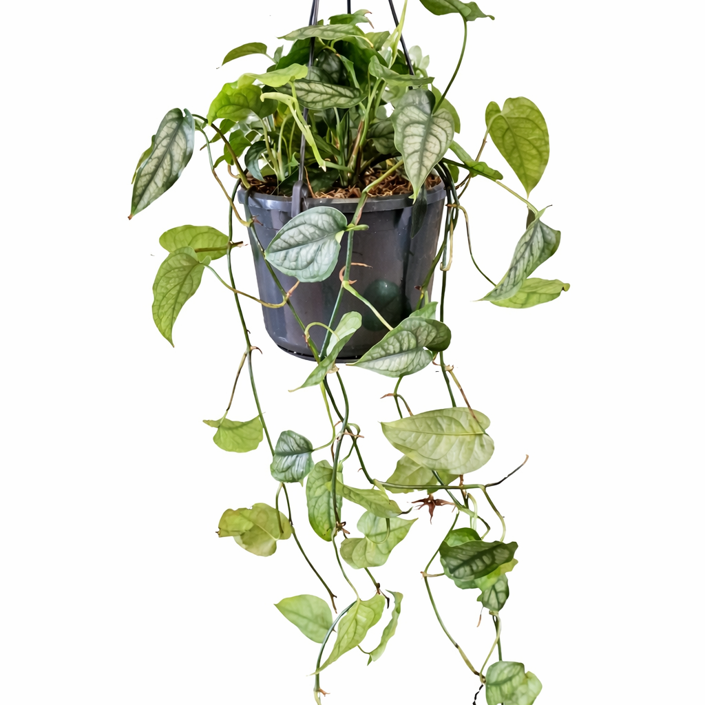Monstera Siltepecana - Cheese Plant - 15cm | Houseplant