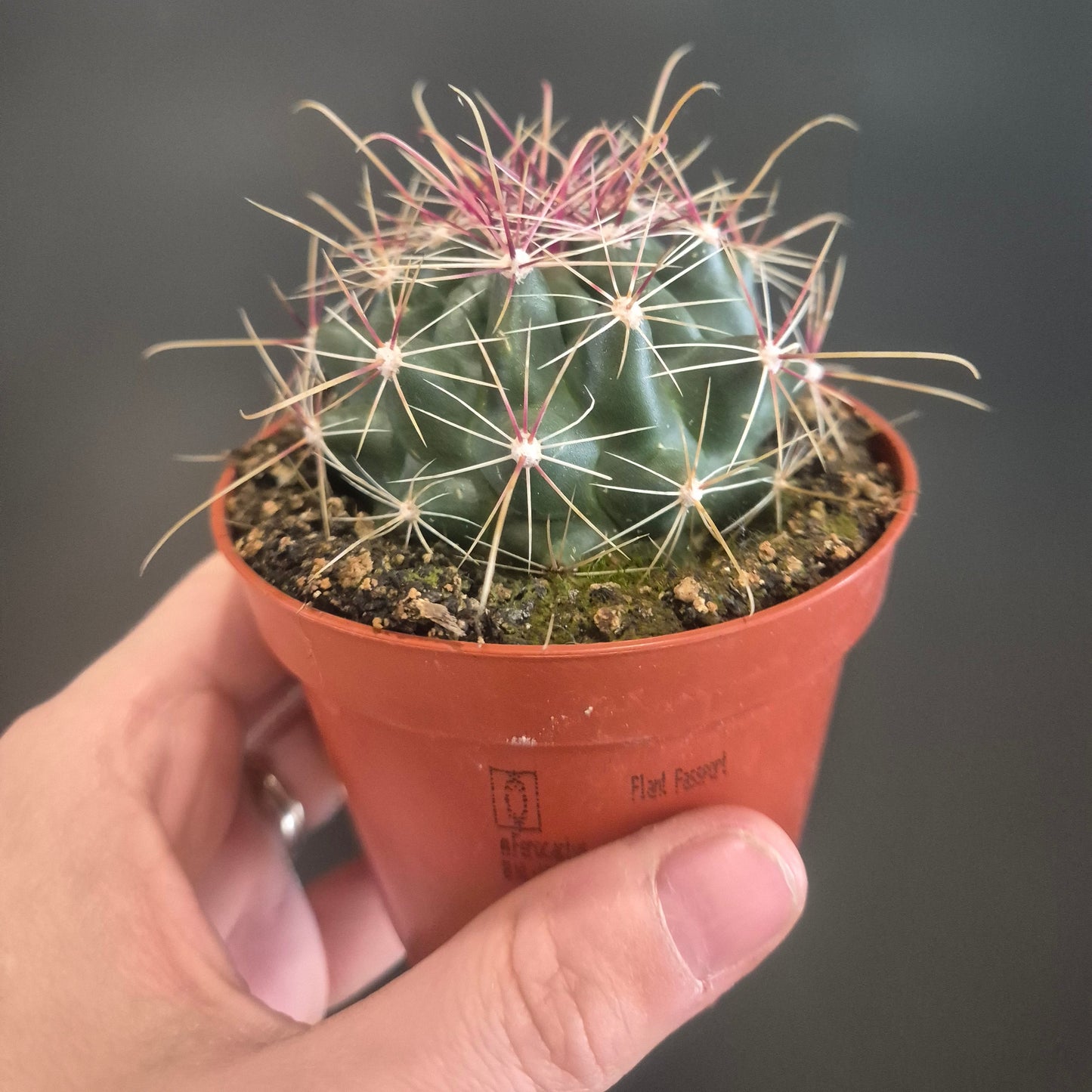 Cactus in a small pot held by a hand against a dark background