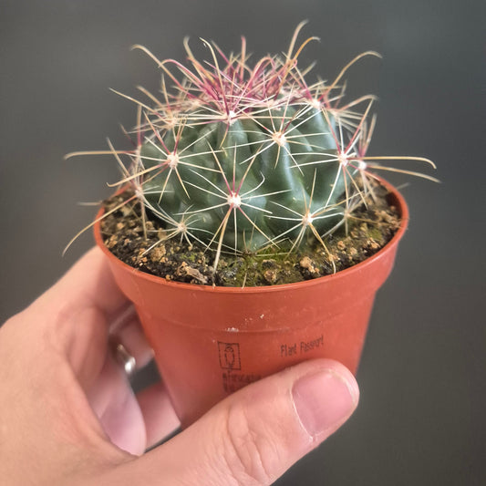 Cactus in a small pot held by a hand against a dark background