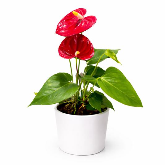 Anthurium Red - Flamingo Flower - 9cm | Houseplant