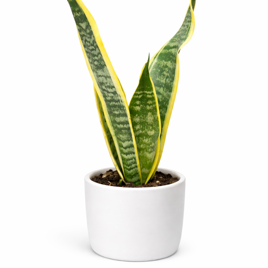 Sansevieria Futura Superba - Snake Plant - 12cm | Houseplant