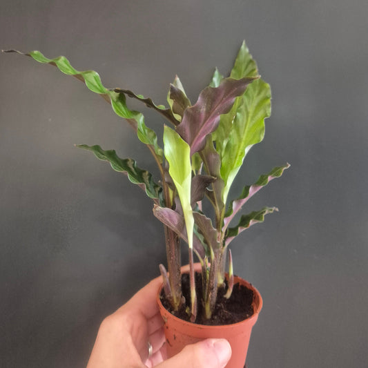 Calathea Rufibarba - Prayer Plant - 7cm | Houseplant