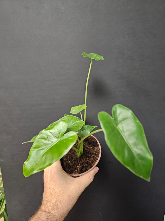 Alocasia Odora California - Upright Elephant Ear | Houseplant