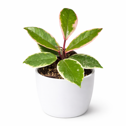 Hoya Krimson Queen - Wax Flower - 6cm | Houseplant