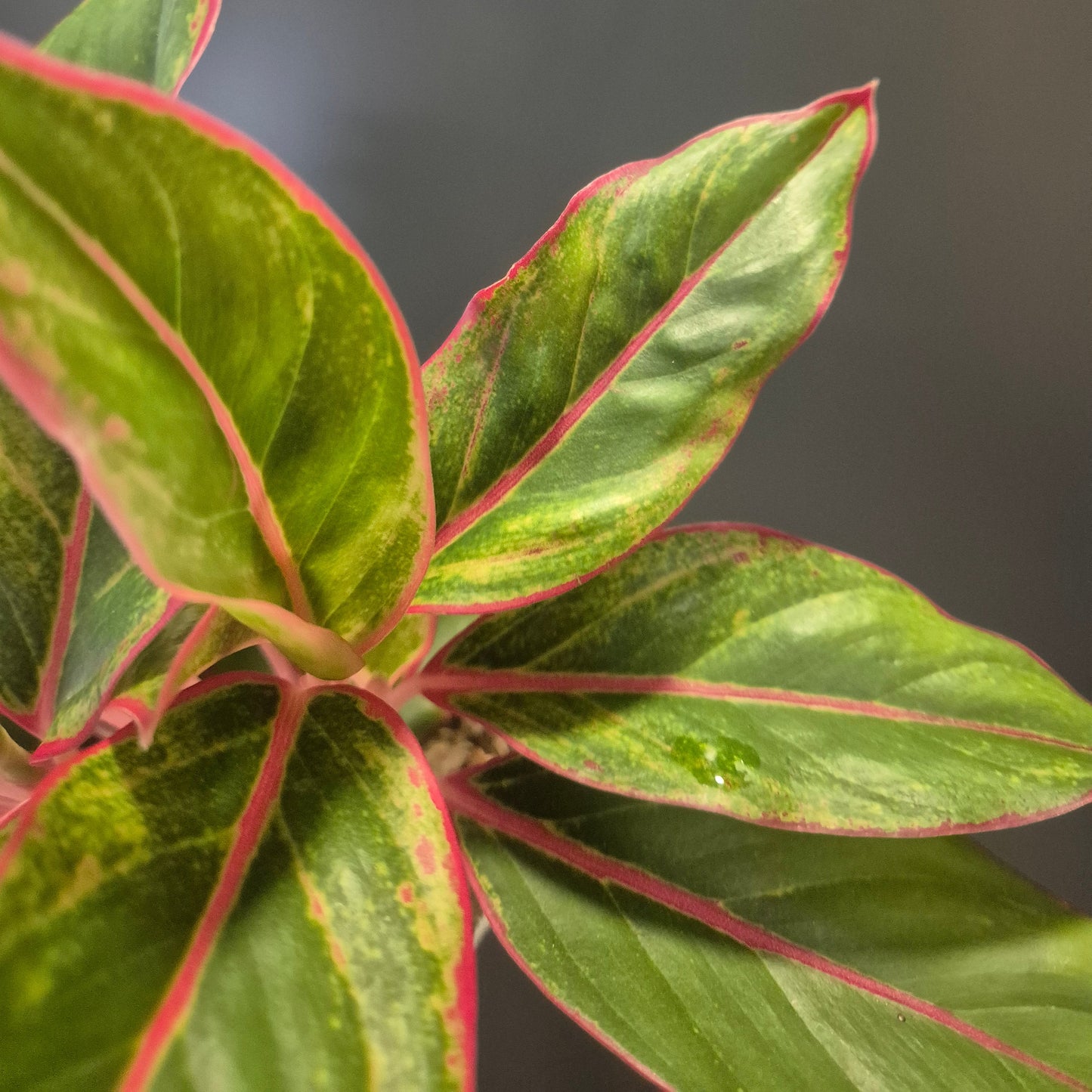 Close-up of green leaves with red edges on a blurred background