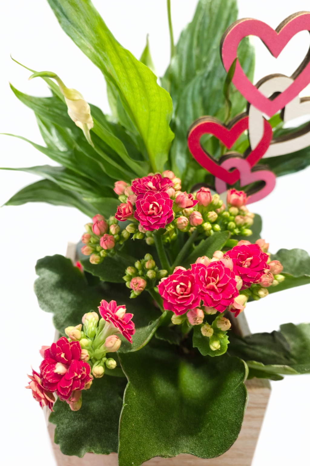 Plant Arrangement - Peace Lily & Kalanchoe - 11cm | Houseplant