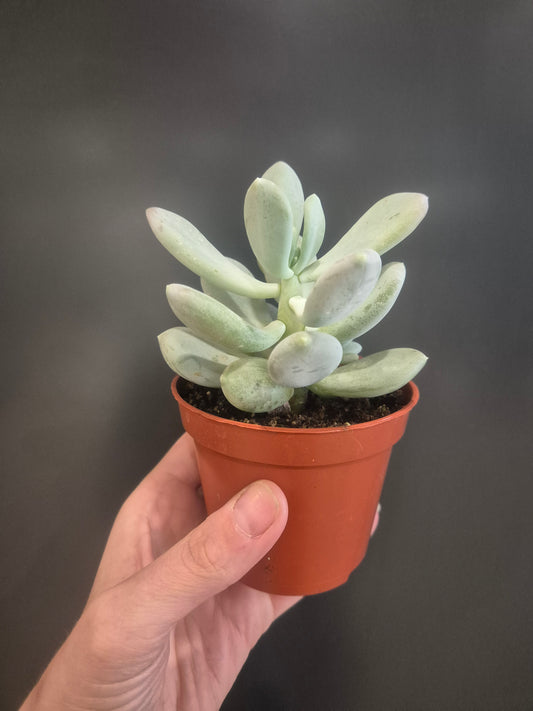 Pachyphytum oviferum - Moonstone - 8.5cm | Houseplant