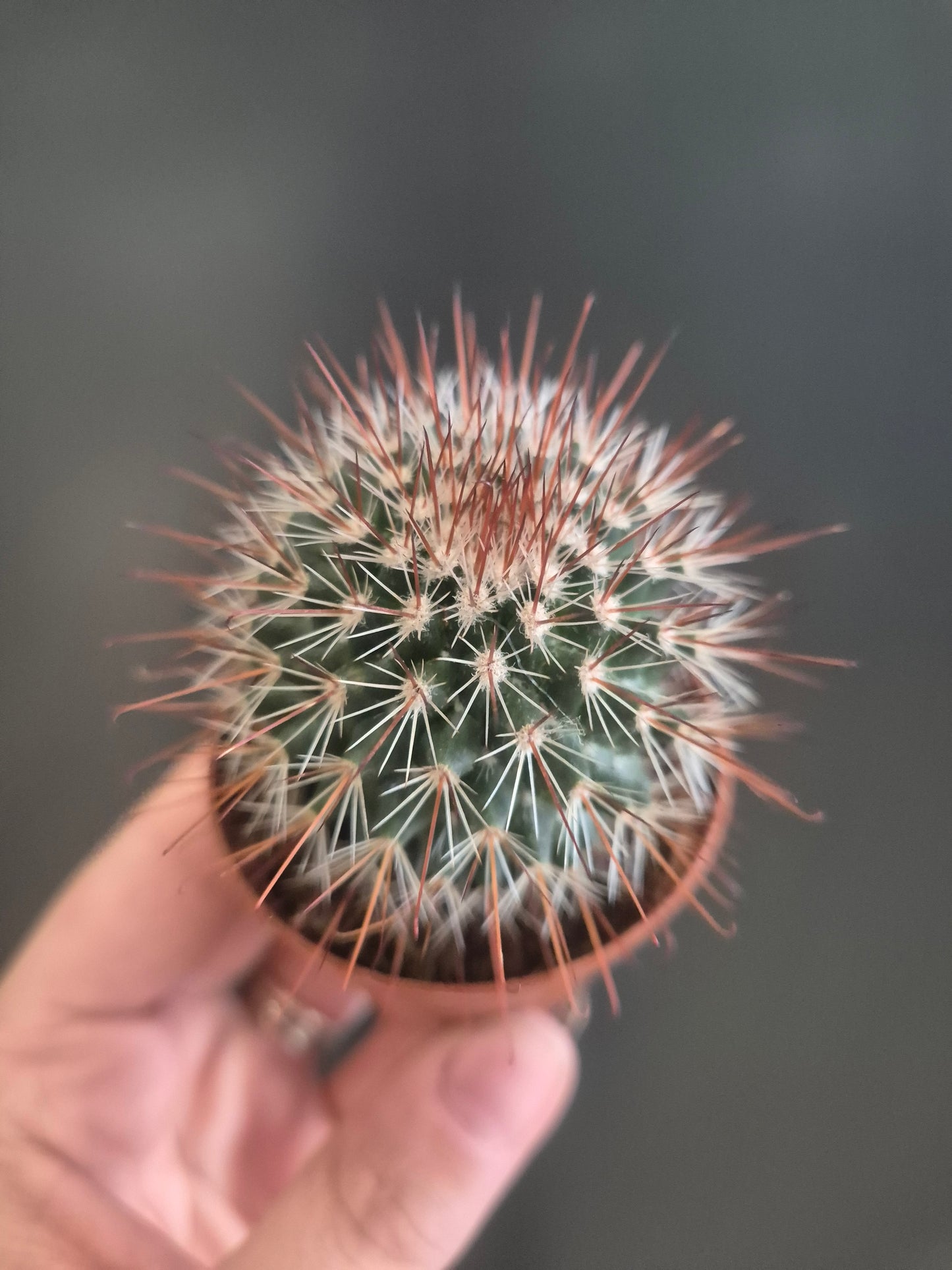 Mammillaria spinosissima - Redhead Irishman - 5.5cm | Houseplant