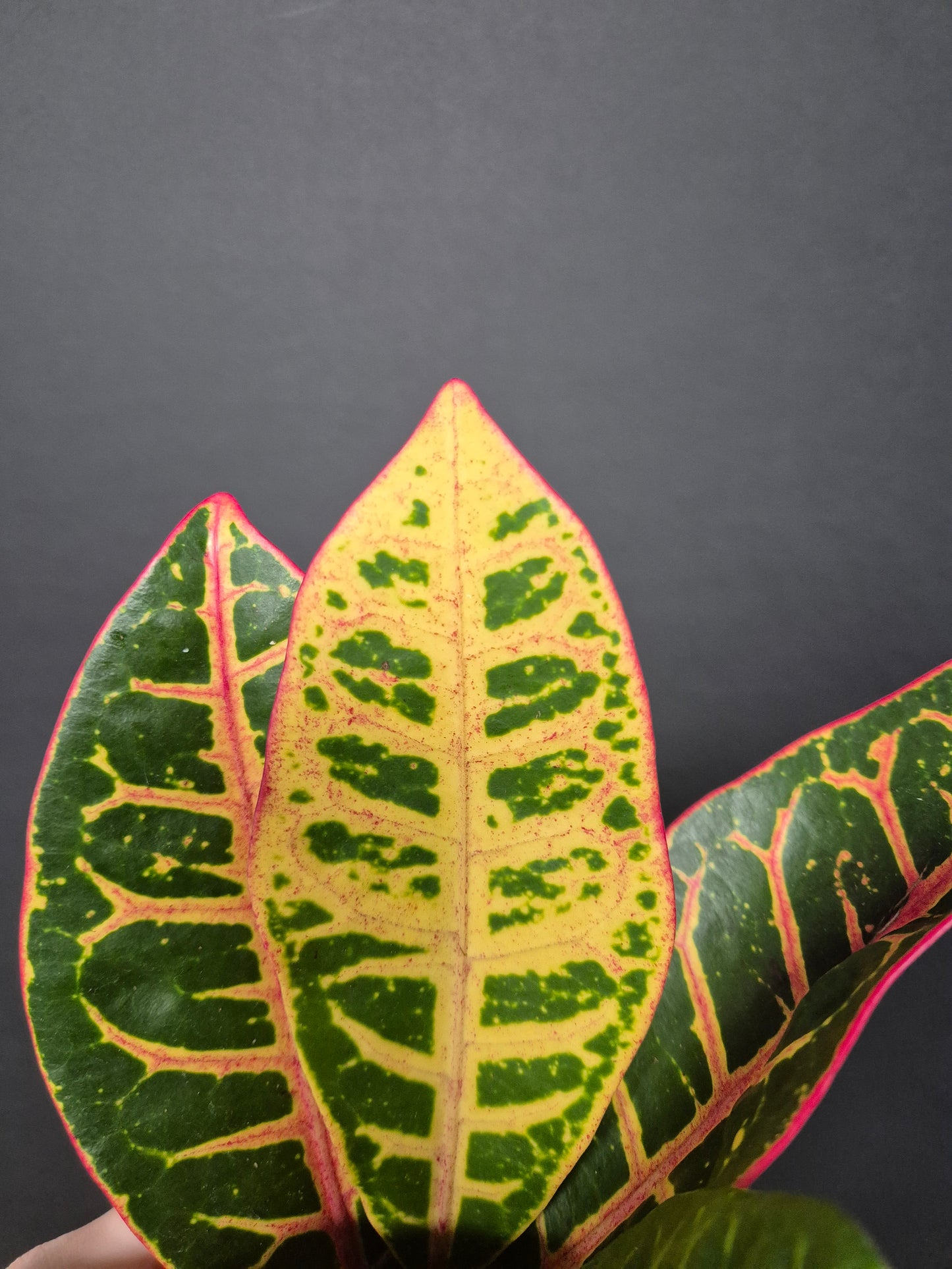 Croton Joseph's Coat - Codiaeum | Houseplant