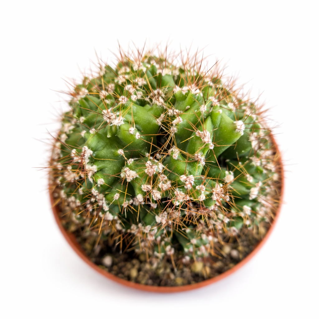 Green cactus plant in a pot on a white background