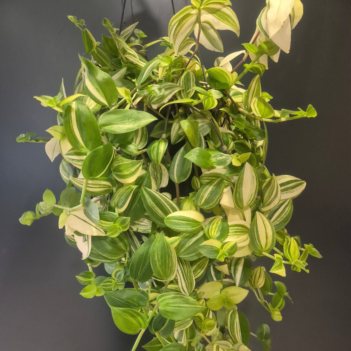 Tradescantia Ivory Hill - Inch Plant - 17cm | Houseplant
