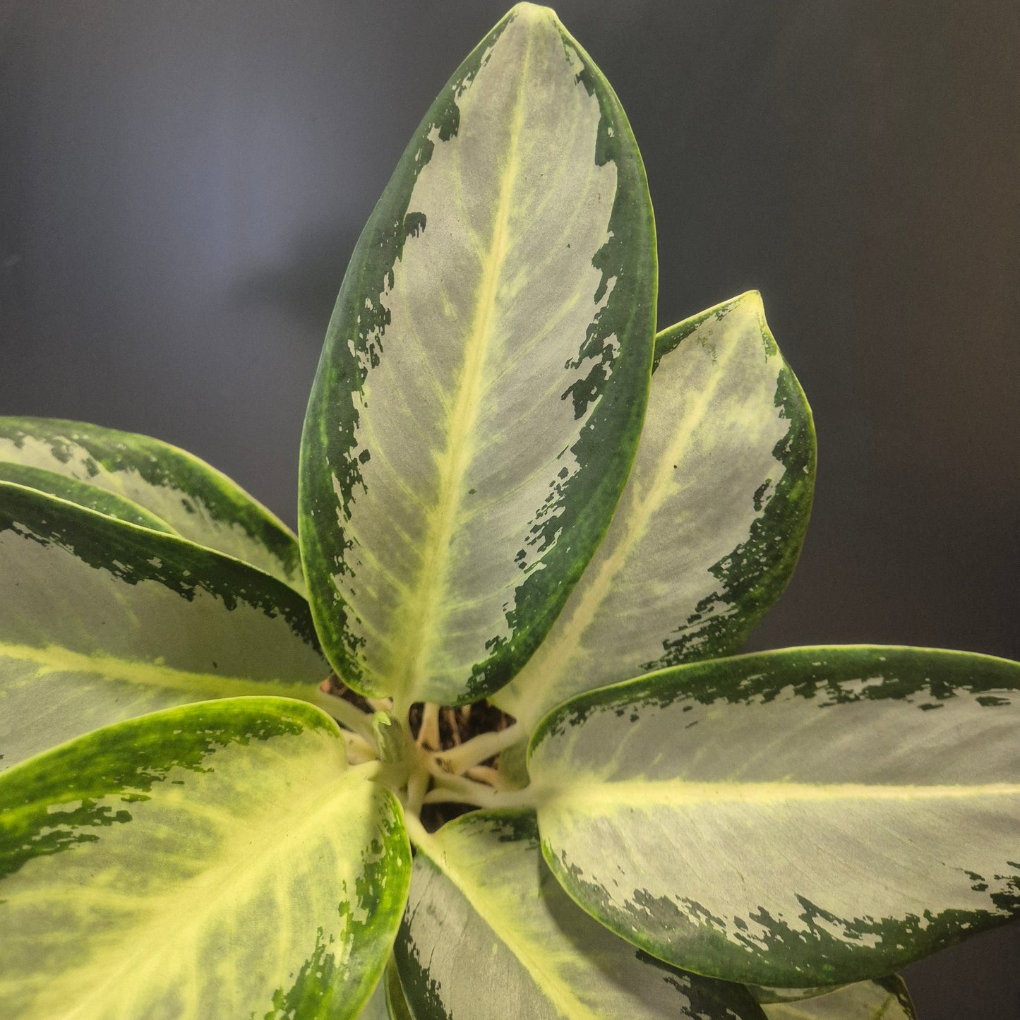 Aglaonema Silver Blue - Chinese Evergreen - 12cm | Houseplant