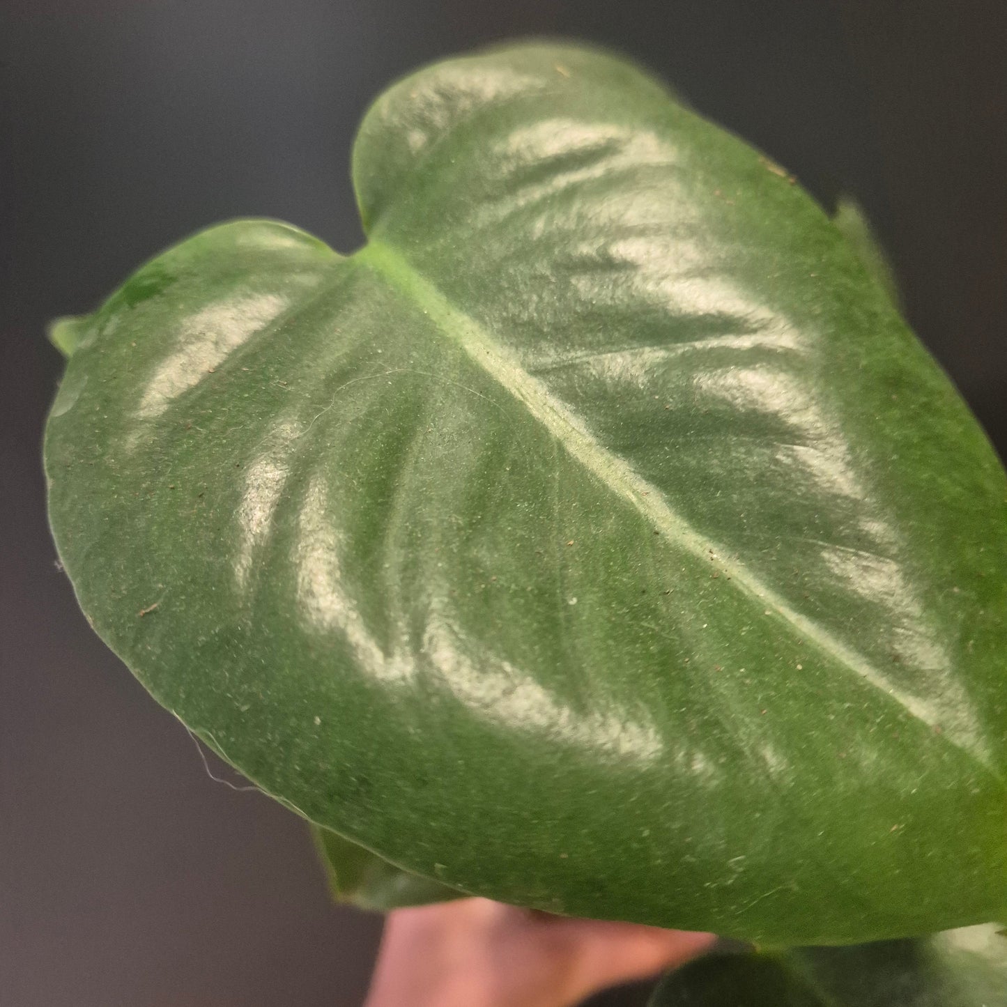 Monstera Deliciosa - Cheese Plant - 12cm | Houseplant