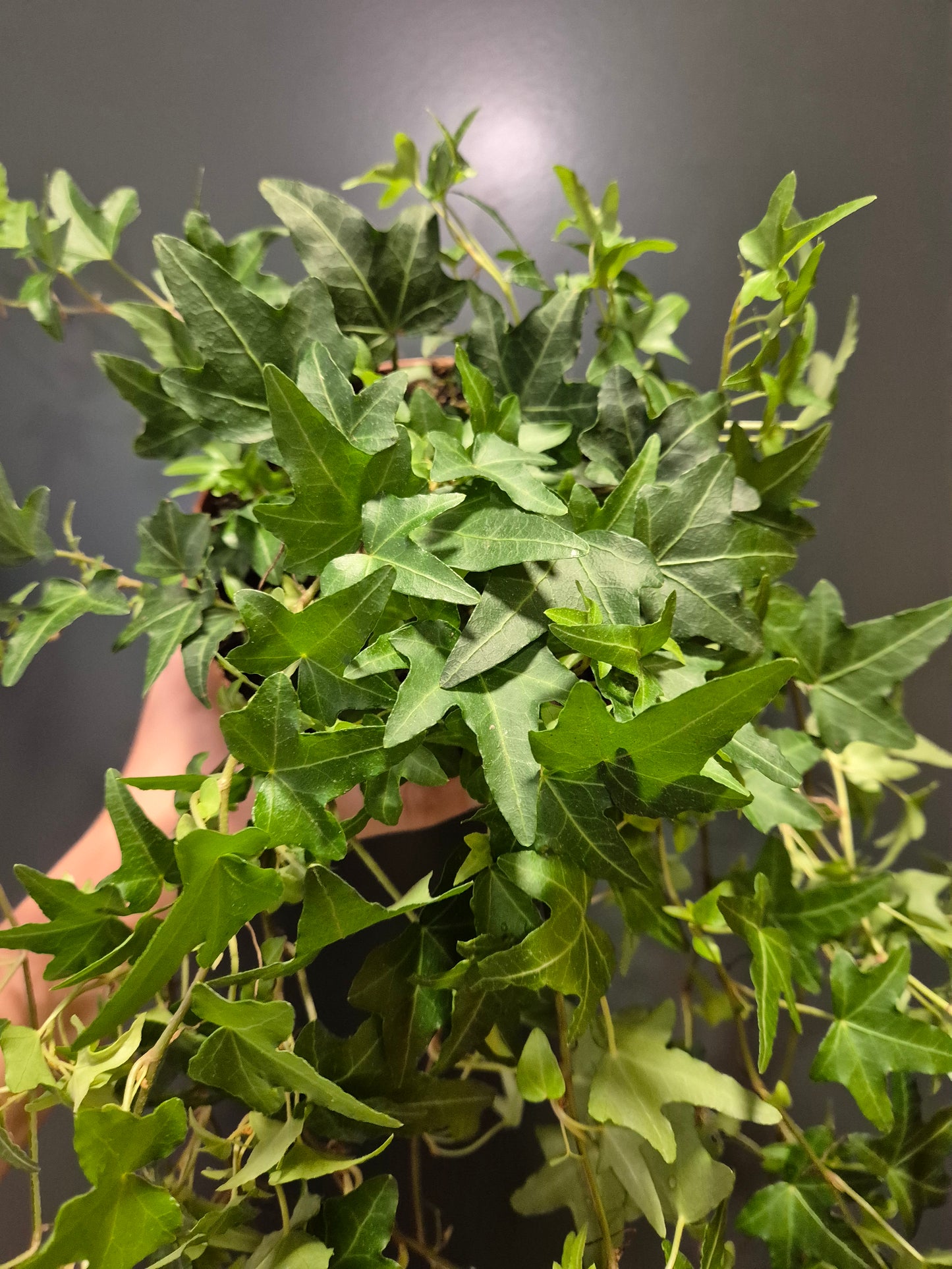 Hedera - English Ivy | Houseplant