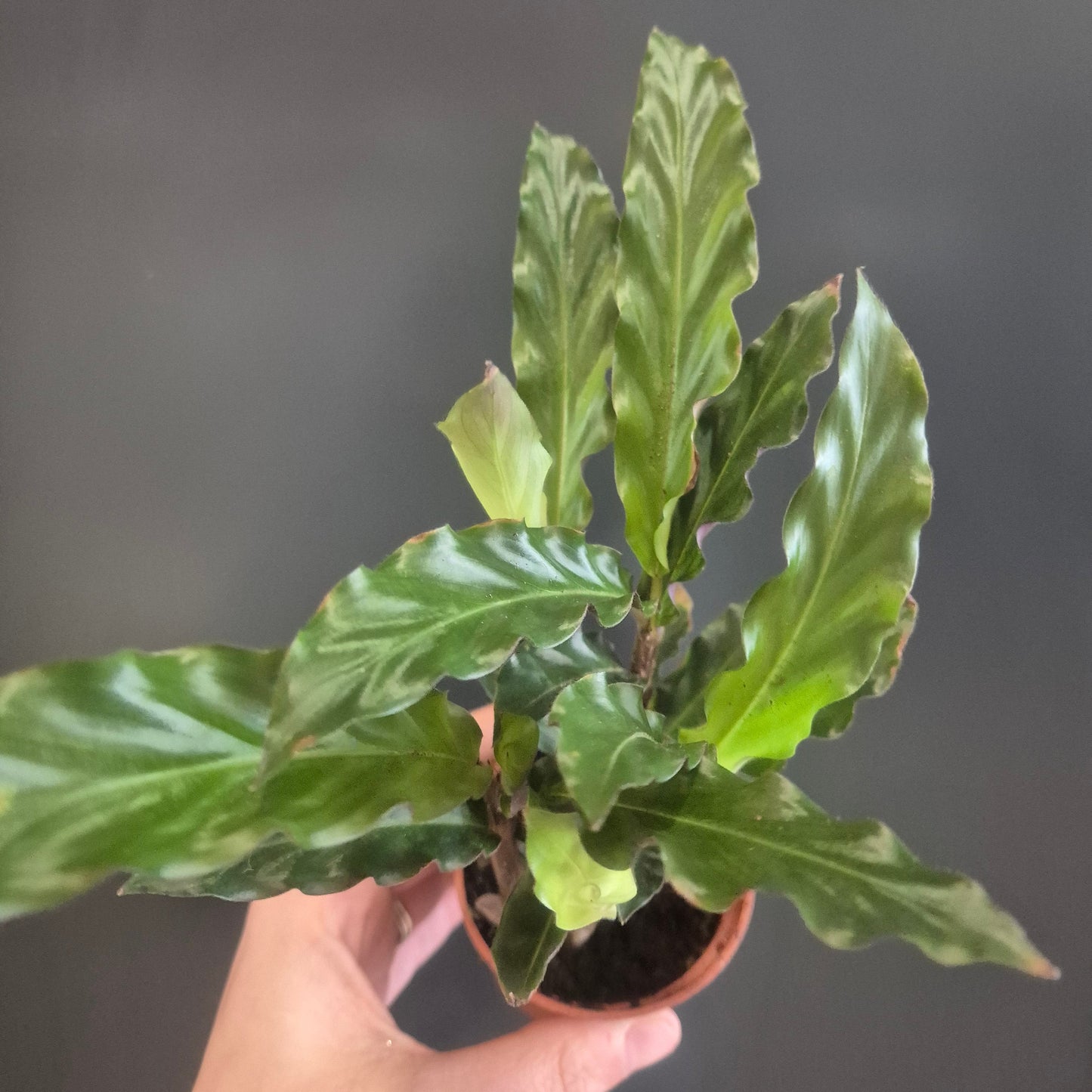 Calathea Rufibarba - Prayer Plant - 7cm | Houseplant