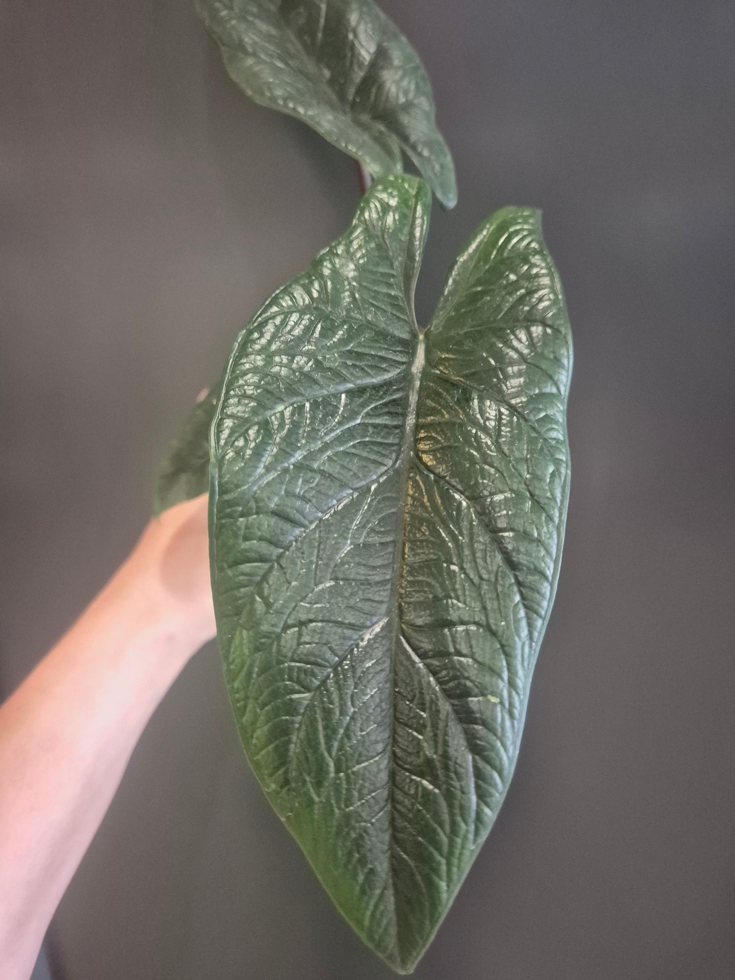 Alocasia Scalprum - Samar Lance - 6cm | Houseplant