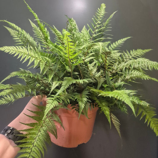 Person holding a potted fern against a dark background