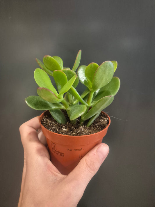 Crassula ovata - Jade Plant - 8.5cm | Houseplant