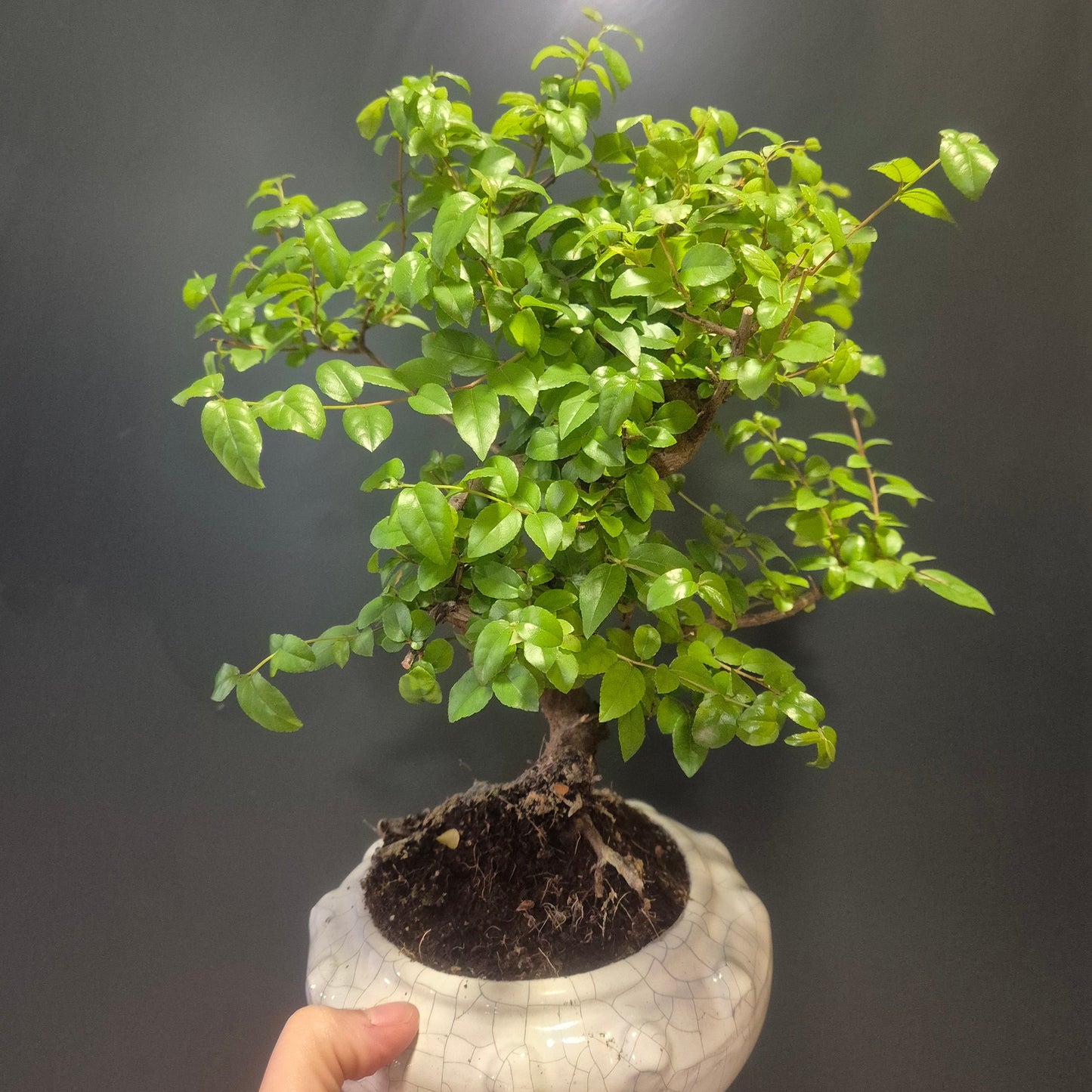 Bonsai Sageretia - Chinese Sweet Plum - 17cm | Houseplant