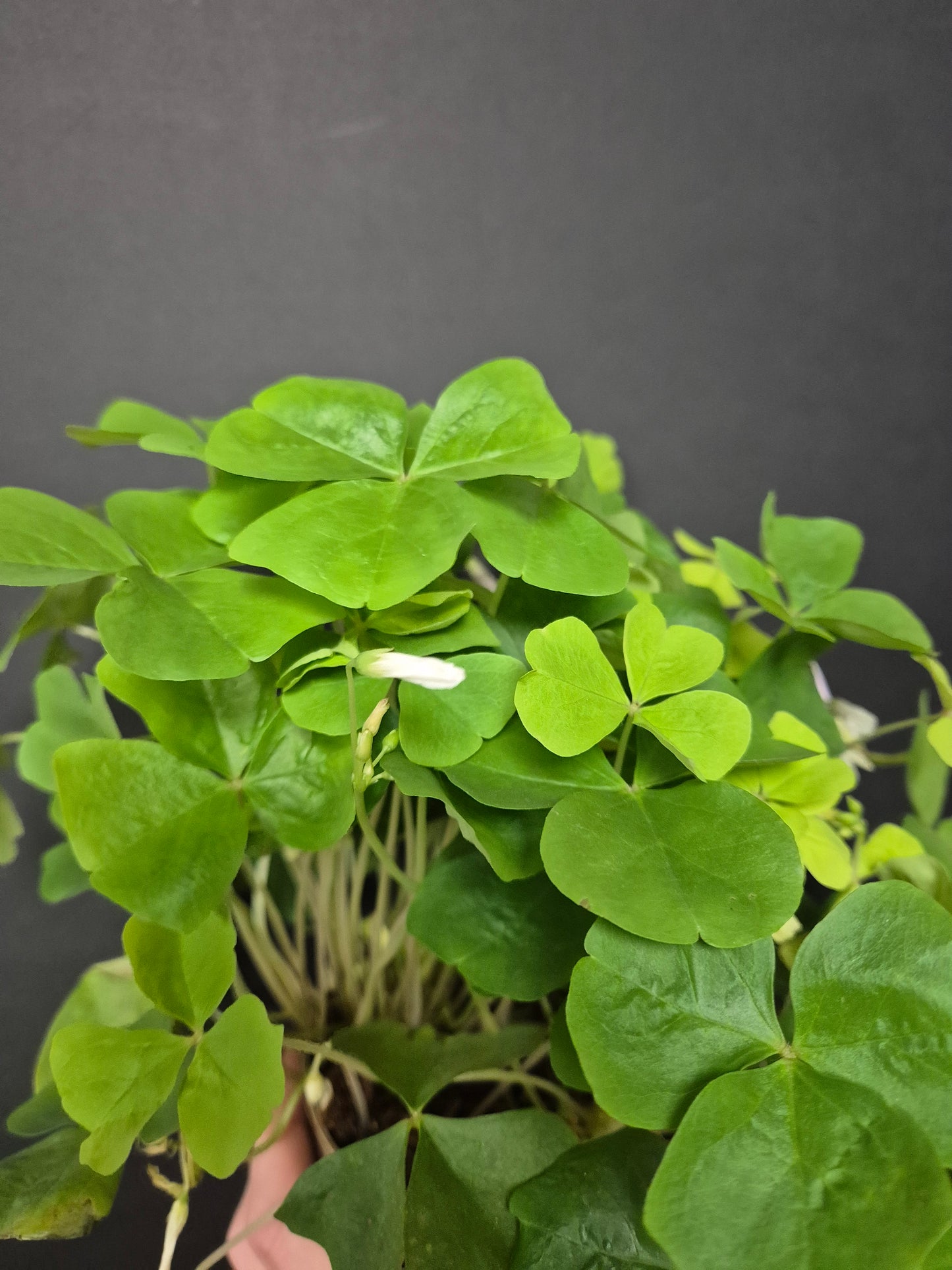 Oxalis Triangularis Green - Butterfly Plant | Houseplant