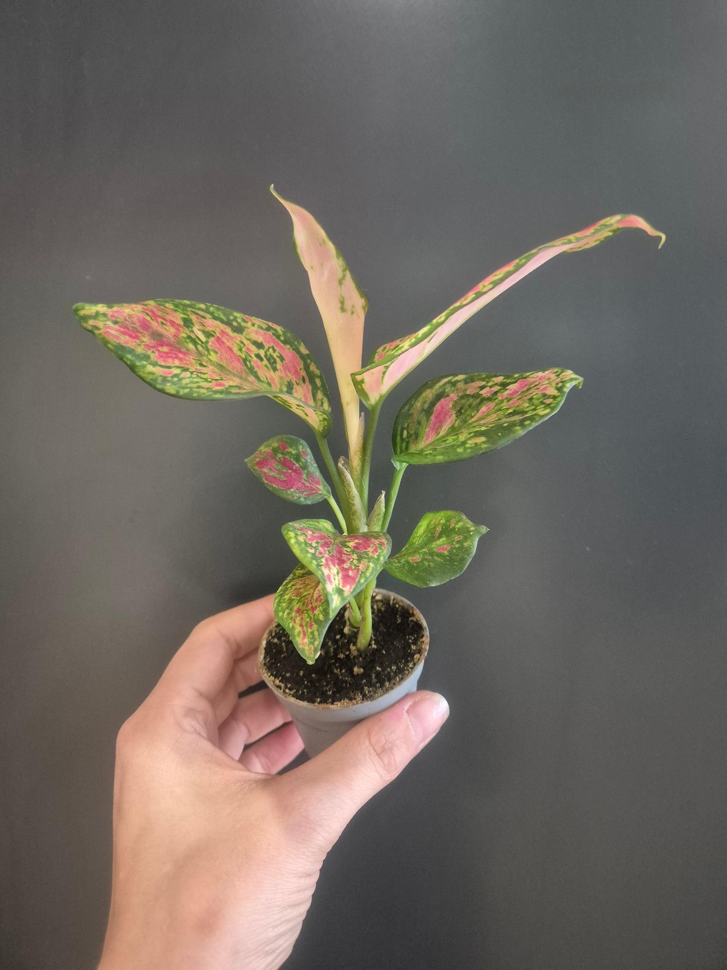 Aglaonema Lady Valentine - Chinese Evergreen - 6cm | Houseplant