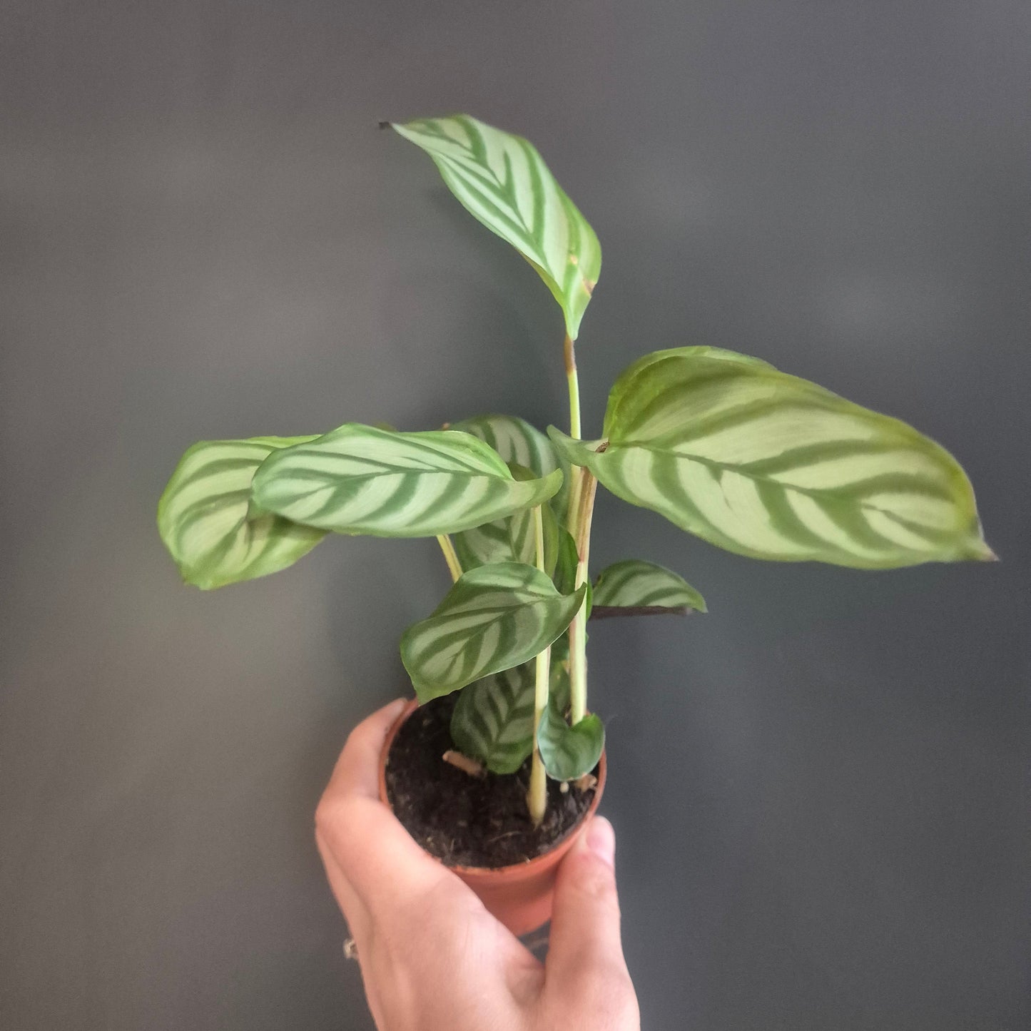 Calathea Compact Star - Prayer Plant - 7cm | Houseplant