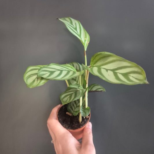 Calathea Compact Star - Prayer Plant - 7cm | Houseplant