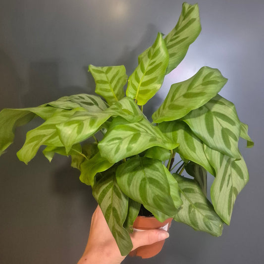A person's hand holding a potted Calathea plant with variegated green and light green leaves against a dark grey background.