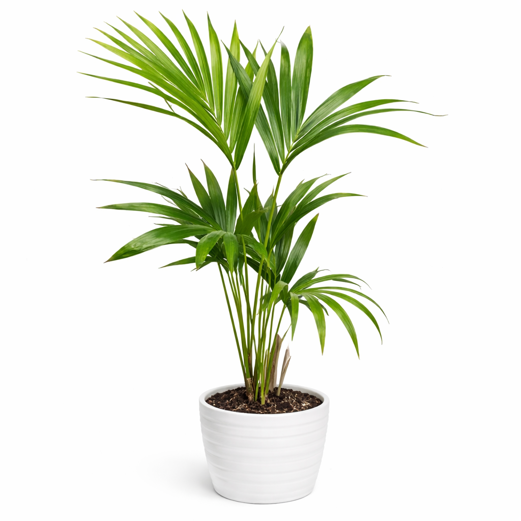 Potted palm plant on a white background