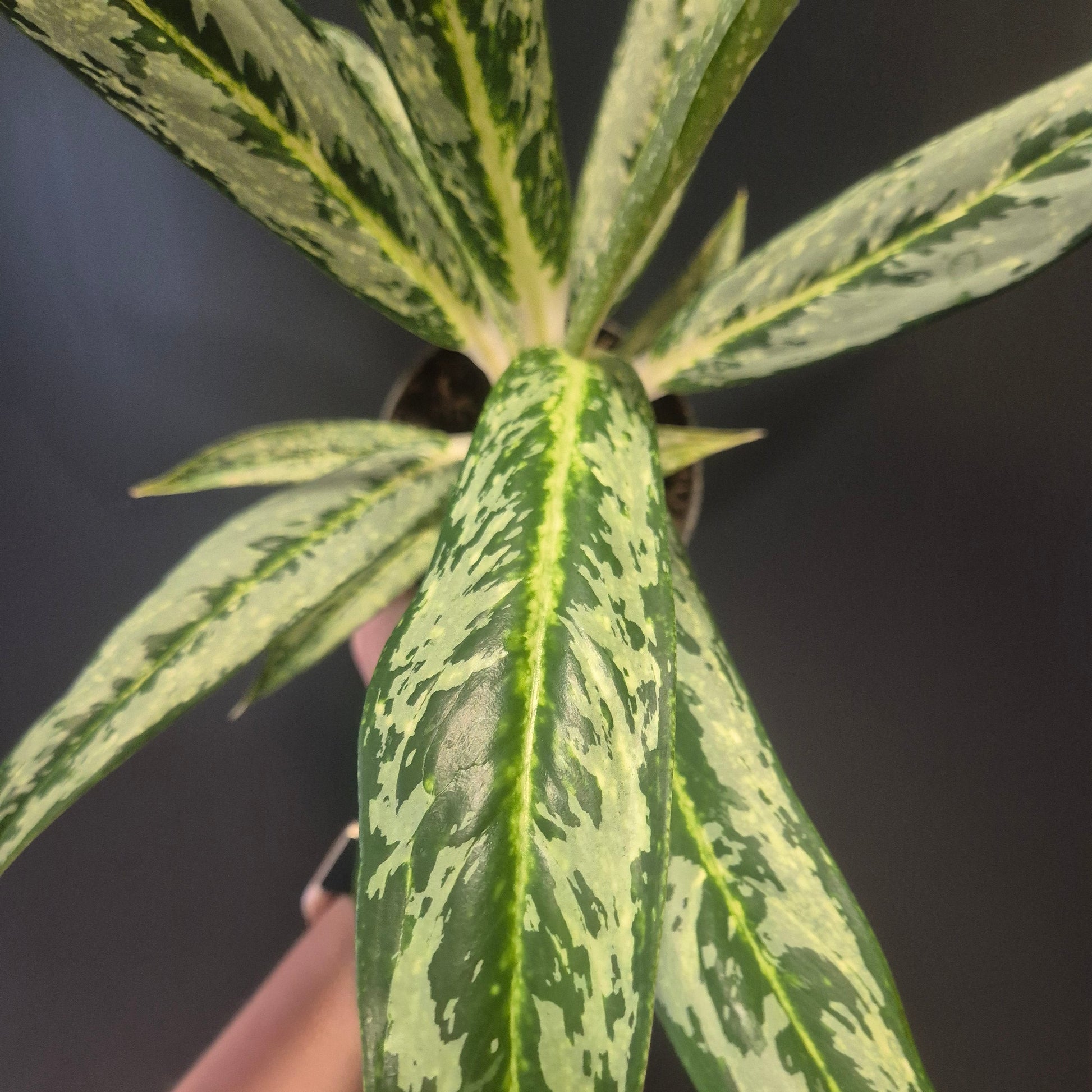 Close-up of a plant with green and yellow leaves against a dark background