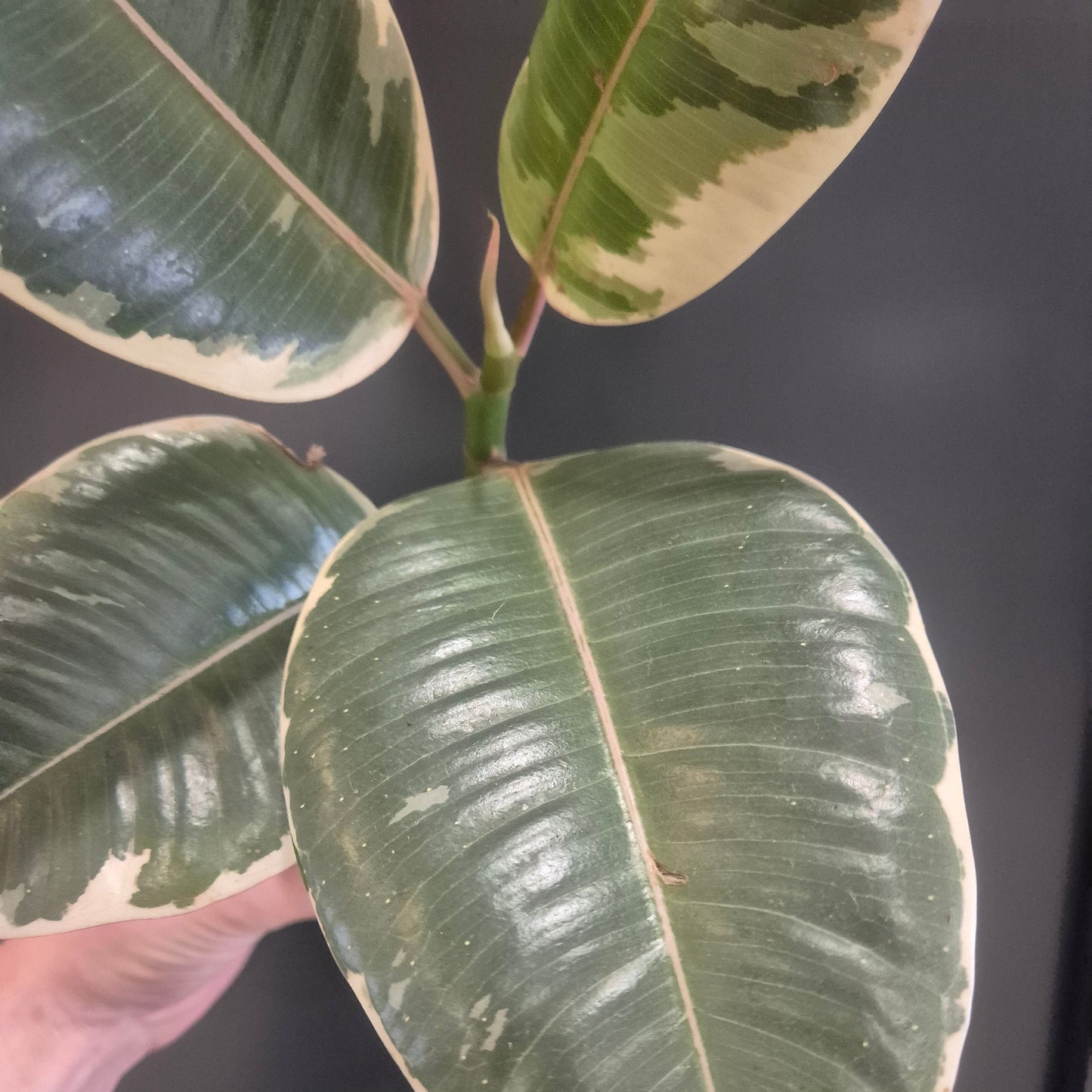 Close-up of a person holding a leaf with visible veins against a dark background