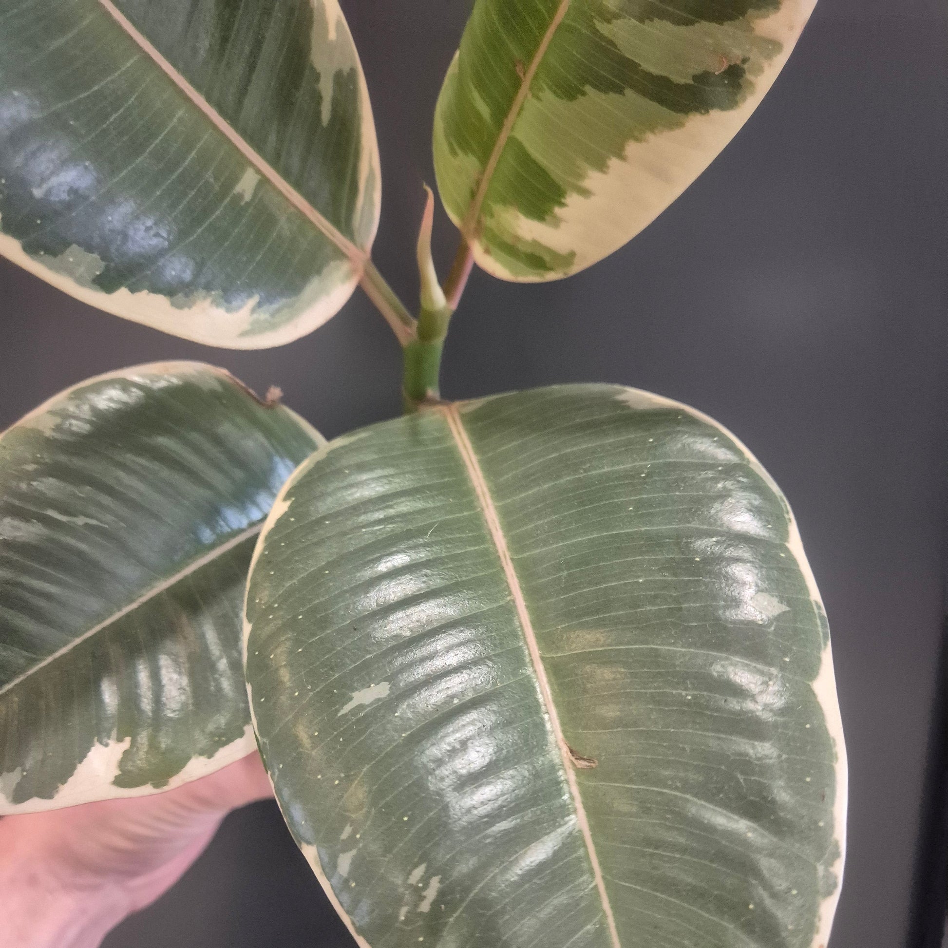 Close-up of a person holding a leaf with visible veins against a dark background