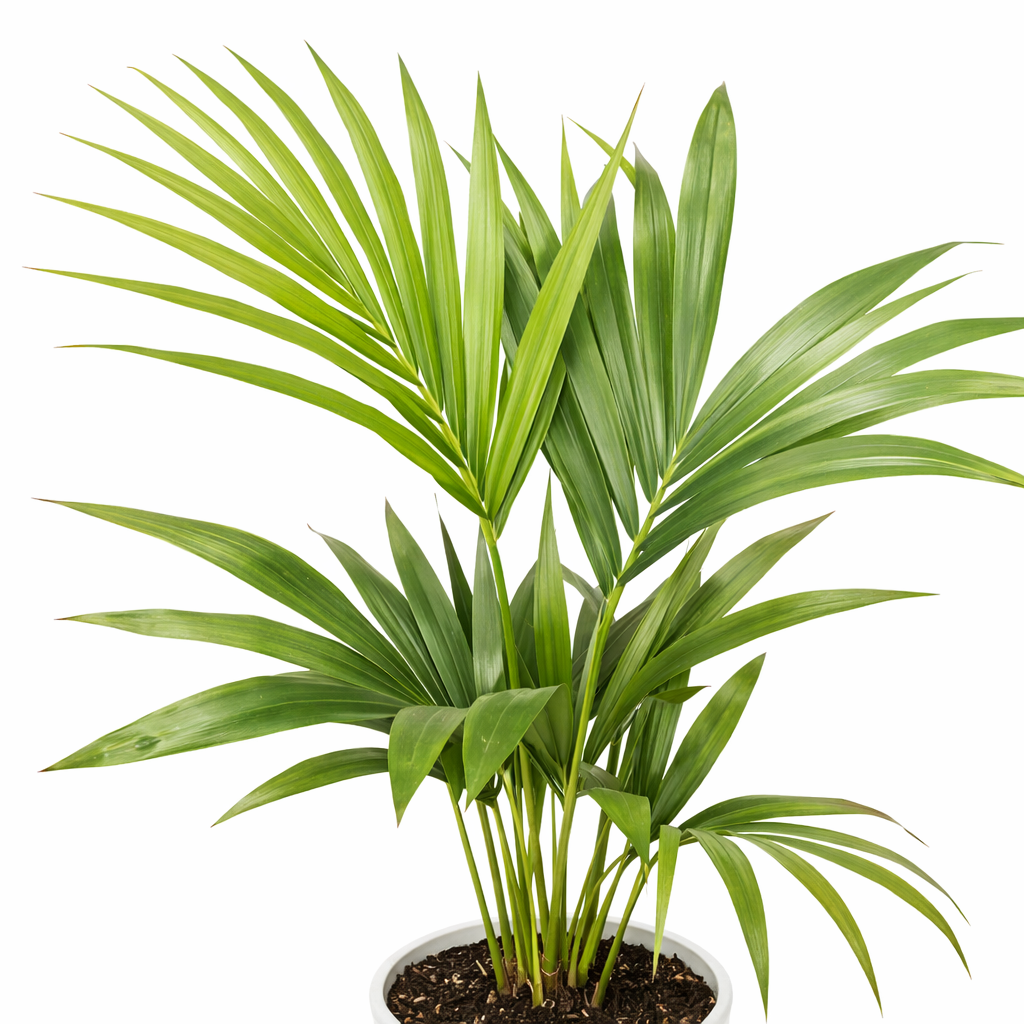 Potted palm plant on a white background
