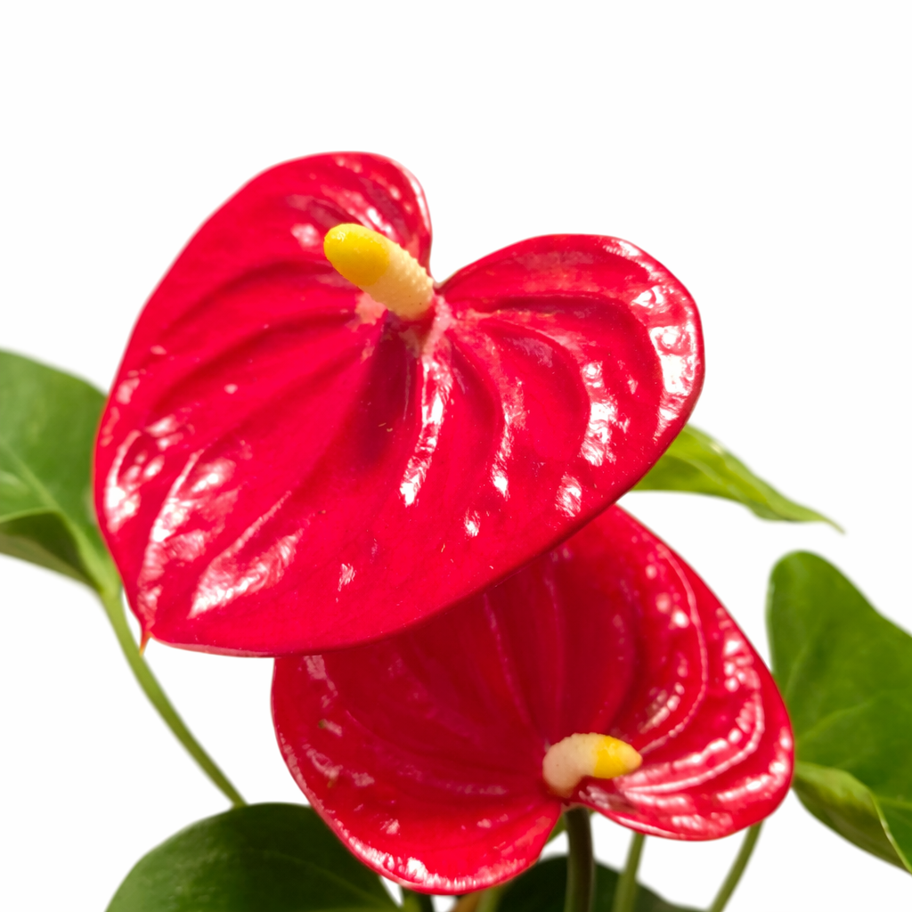 Anthurium Red - Flamingo Flower - 9cm | Houseplant