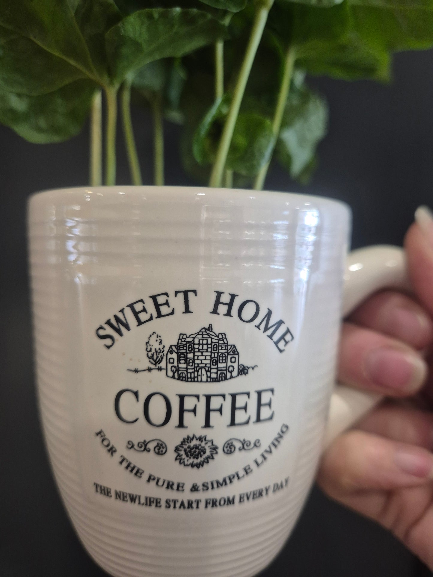 Arabica Coffee Plant and Mug - 9cm | Houseplant